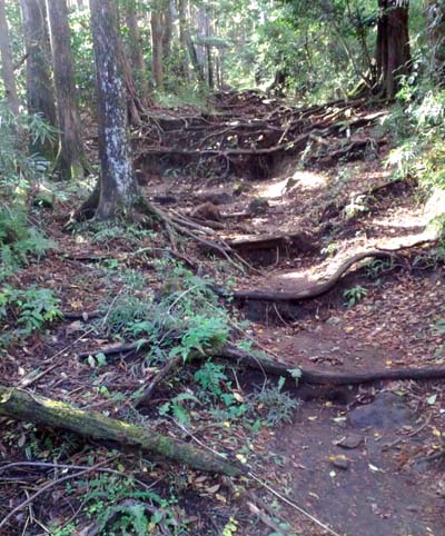 引き続き木の根が浮き出ている山道